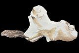 Fossil Mosasaur Skull Section - Goulmima, Morocco #107177-2